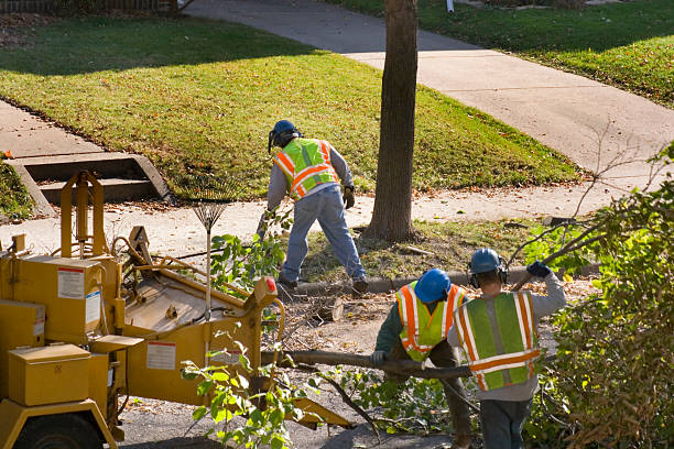 Best Tree Branch Trimming  in Pioneer Village, KY